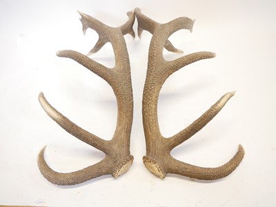 Lot 400 - A Pair of Fourteen Point Red Deer Antlers