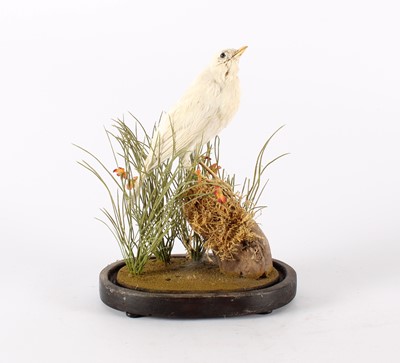 Lot A Victorian Taxidermy Albino Blackbird (Turdus merula)