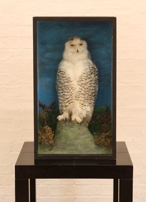 Lot A Late 19th/Early 20th Century Taxidermy Snowy Owl (Bubo scandiacus)